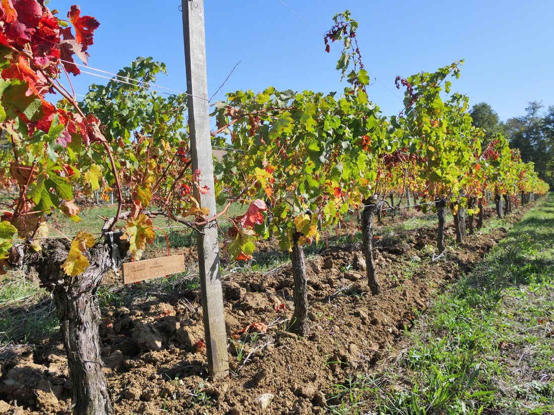 Виноградник на урожай